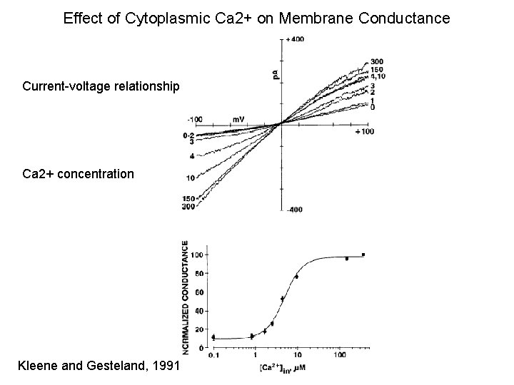 Effect of Cytoplasmic Ca 2+ on Membrane Conductance Current-voltage relationship Ca 2+ concentration Kleene