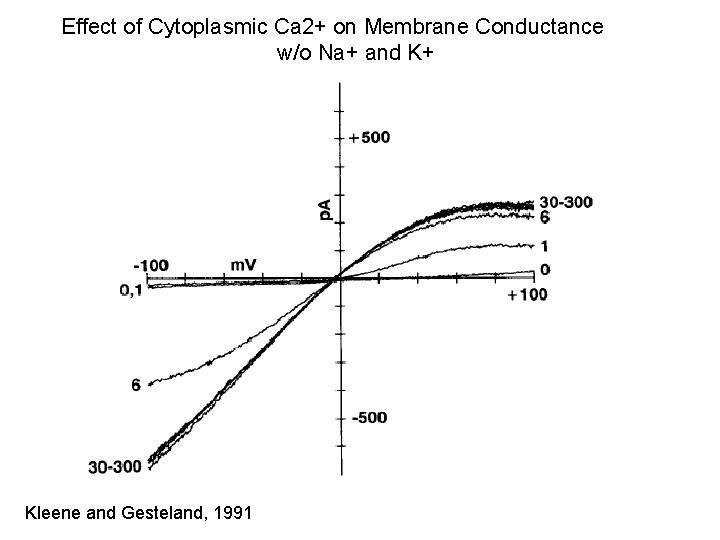 Effect of Cytoplasmic Ca 2+ on Membrane Conductance w/o Na+ and K+ Kleene and