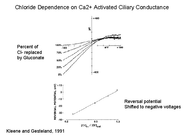 Chloride Dependence on Ca 2+ Activated Ciliary Conductance Percent of Cl- replaced by Gluconate