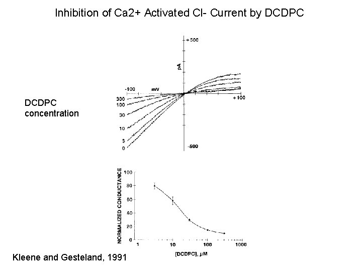 Inhibition of Ca 2+ Activated Cl- Current by DCDPC concentration Kleene and Gesteland, 1991