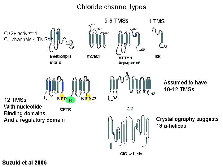 Chloride channel types 5 -6 TMSs 1 TMS Ca 2+ activated Cl- channels 4