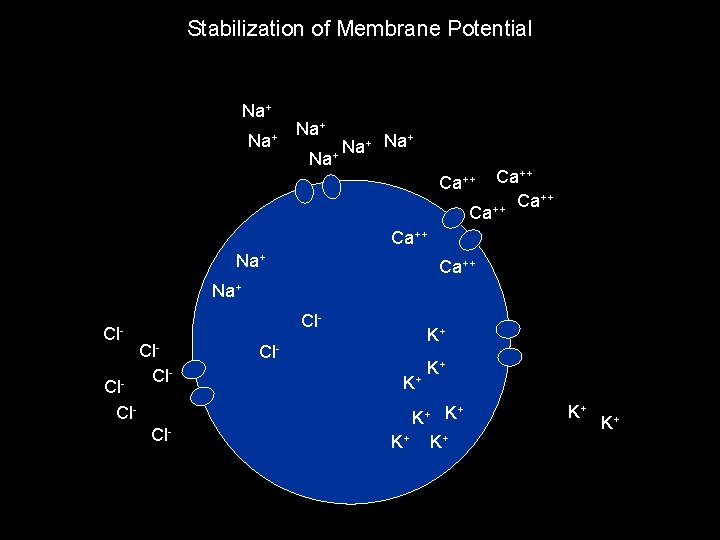 Stabilization of Membrane Potential Na+ Na+ Na + + Na Na + Ca++ ++