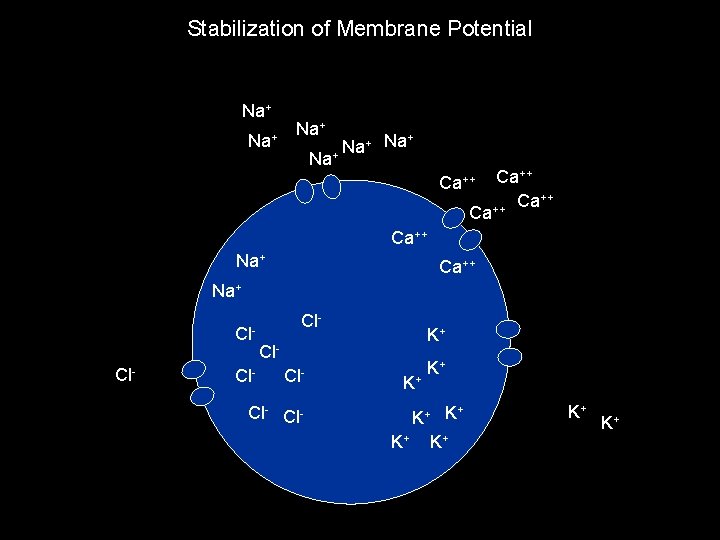 Stabilization of Membrane Potential Na+ Na+ Na + + Na Na + Ca++ ++