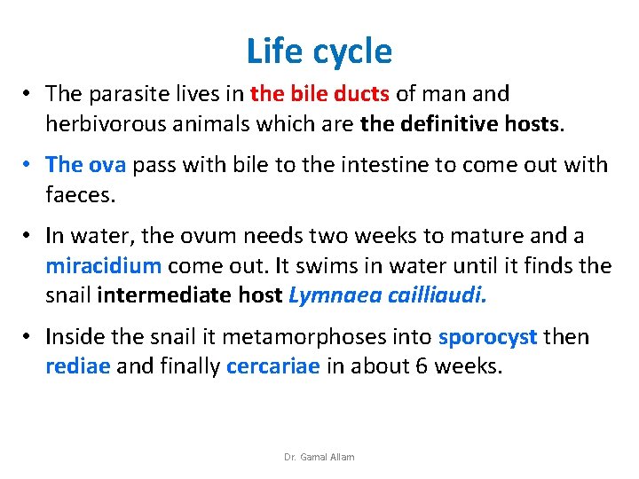 Life cycle • The parasite lives in the bile ducts of man and herbivorous