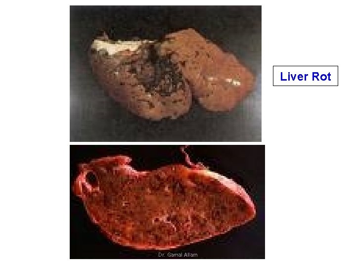 Liver Rot Dr. Gamal Allam 