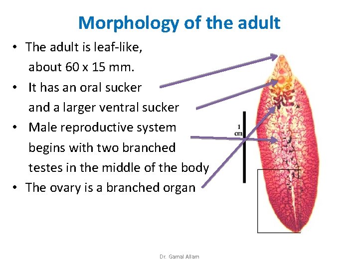 Morphology of the adult • The adult is leaf-like, about 60 x 15 mm.