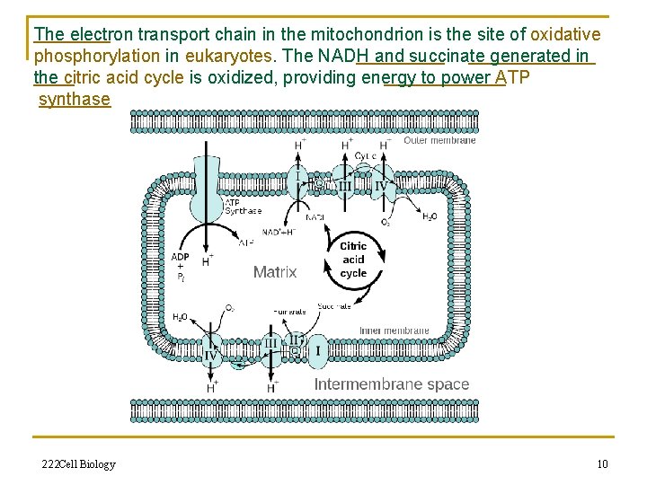 The electron transport chain in the mitochondrion is the site of oxidative phosphorylation in