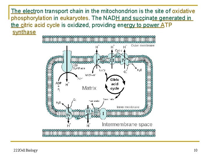The electron transport chain in the mitochondrion is the site of oxidative phosphorylation in