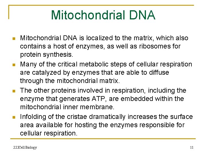 Mitochondrial DNA n n Mitochondrial DNA is localized to the matrix, which also contains