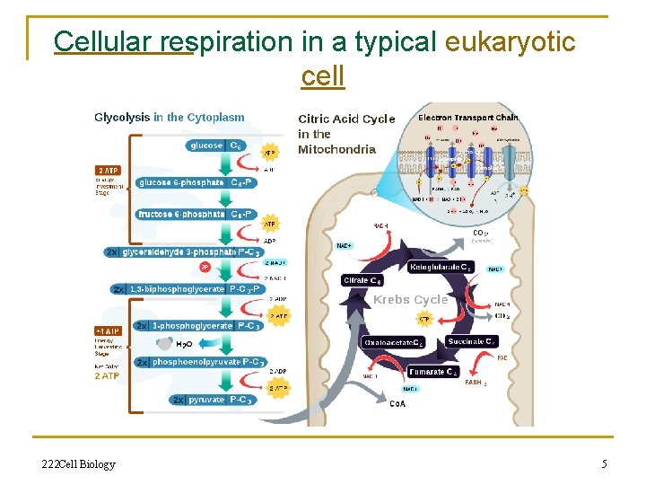 Cellular respiration in a typical eukaryotic cell 222 Cell Biology 5 