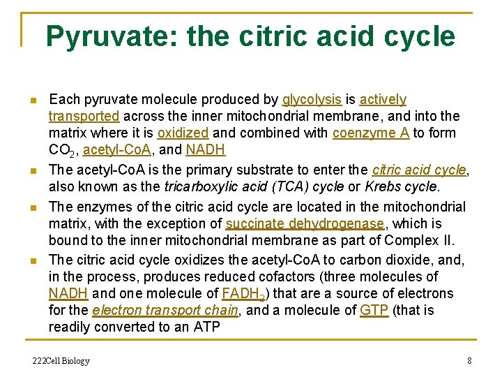 Pyruvate: the citric acid cycle n n Each pyruvate molecule produced by glycolysis is