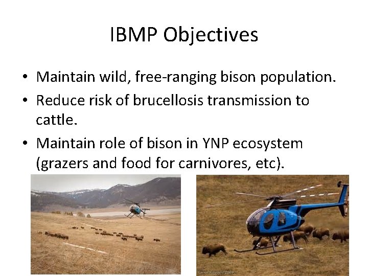 IBMP Objectives • Maintain wild, free-ranging bison population. • Reduce risk of brucellosis transmission