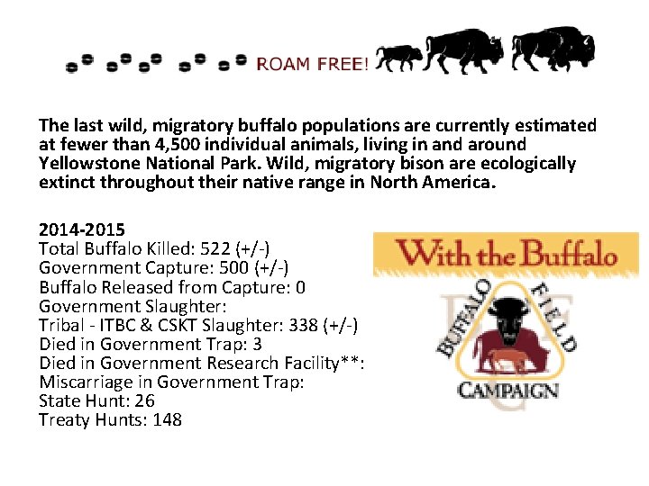 The last wild, migratory buffalo populations are currently estimated at fewer than 4, 500