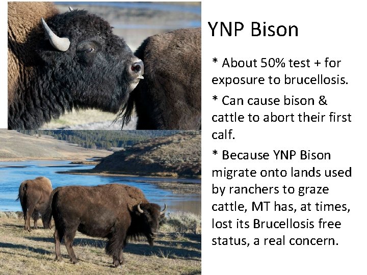 YNP Bison * About 50% test + for exposure to brucellosis. * Can cause