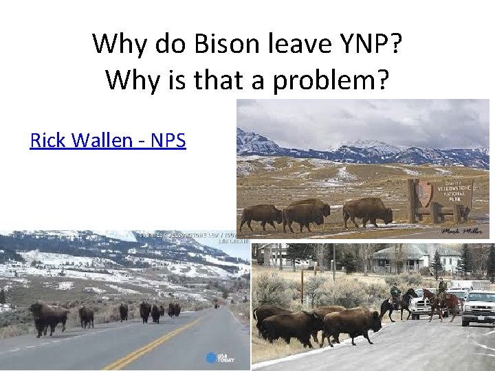 Why do Bison leave YNP? Why is that a problem? Rick Wallen - NPS