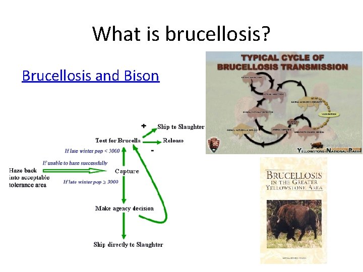 What is brucellosis? Brucellosis and Bison 