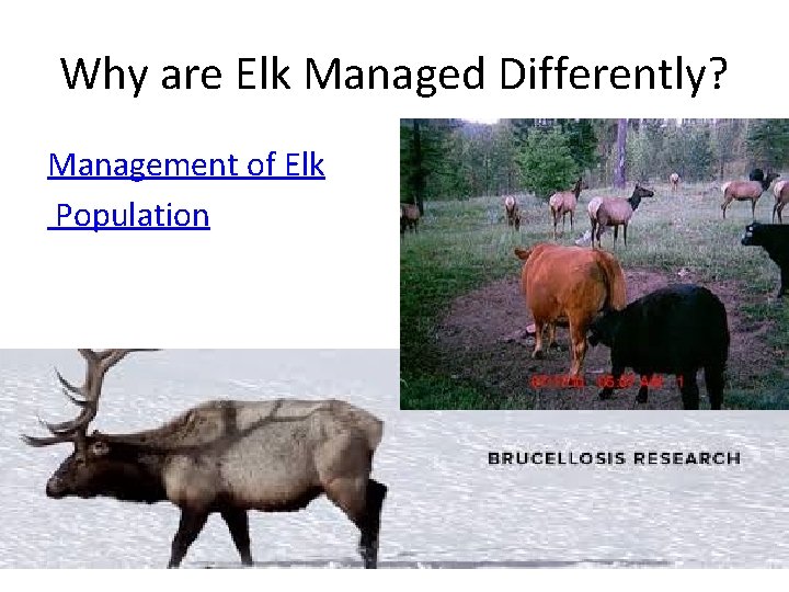 Why are Elk Managed Differently? Management of Elk Population 