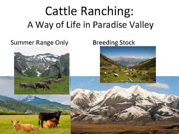 Cattle Ranching: A Way of Life in Paradise Valley Summer Range Only Breeding Stock