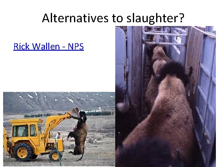 Alternatives to slaughter? Rick Wallen - NPS 