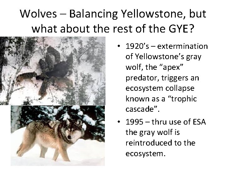 Wolves – Balancing Yellowstone, but what about the rest of the GYE? • 1920’s