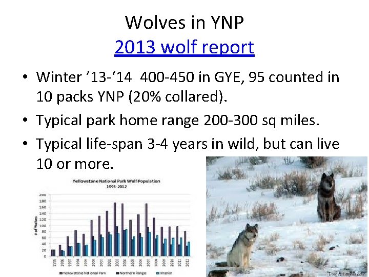 Wolves in YNP 2013 wolf report • Winter ’ 13 -‘ 14 400 -450