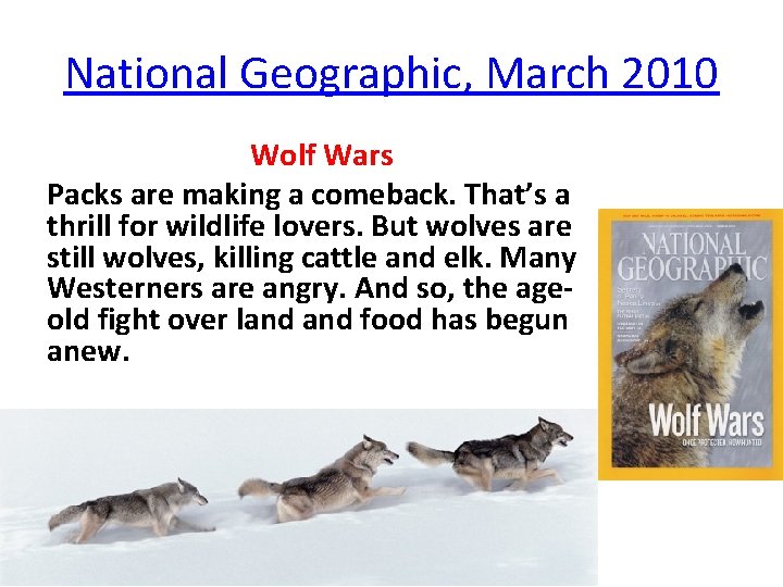 National Geographic, March 2010 Wolf Wars Packs are making a comeback. That’s a thrill