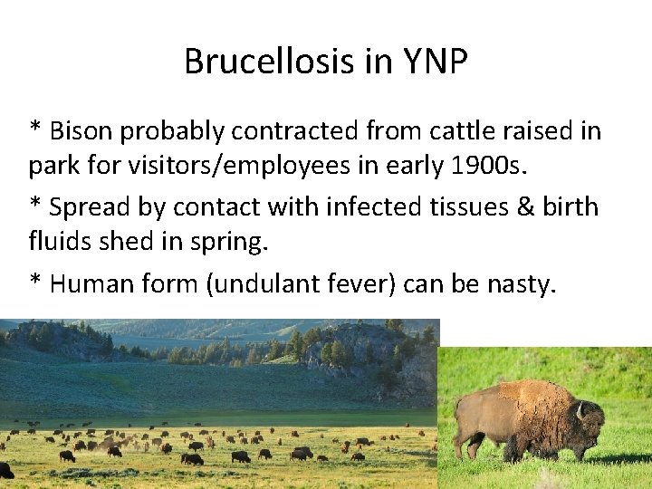 Brucellosis in YNP * Bison probably contracted from cattle raised in park for visitors/employees