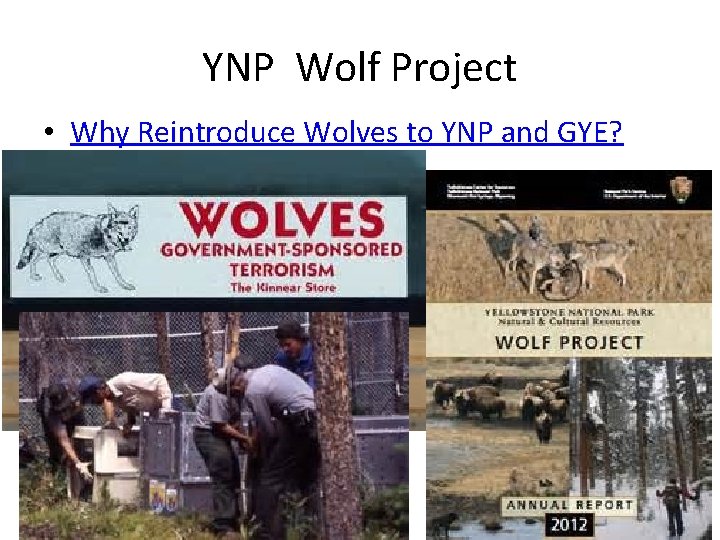 YNP Wolf Project • Why Reintroduce Wolves to YNP and GYE? 