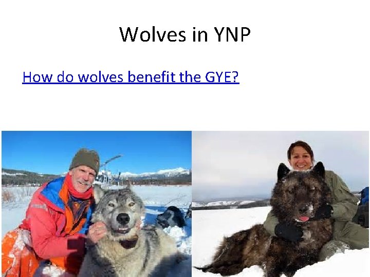 Wolves in YNP How do wolves benefit the GYE? 