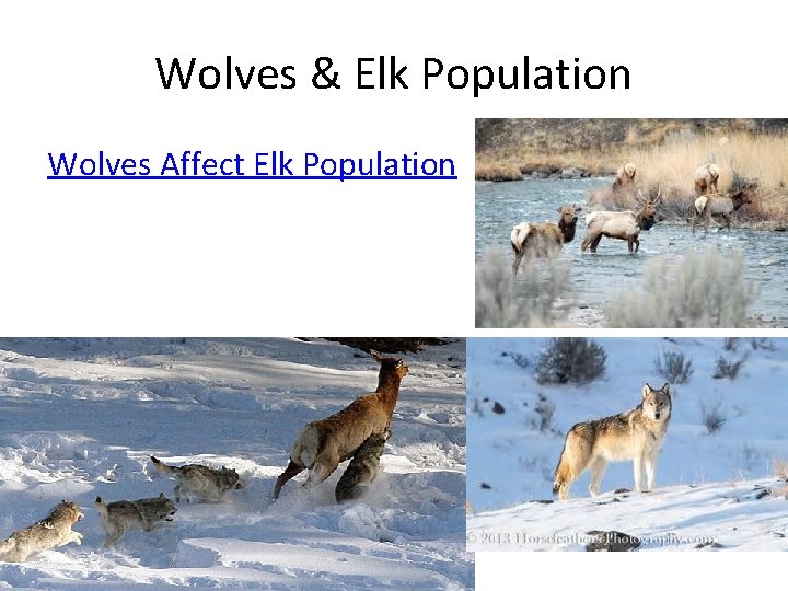 Wolves & Elk Population Wolves Affect Elk Population 