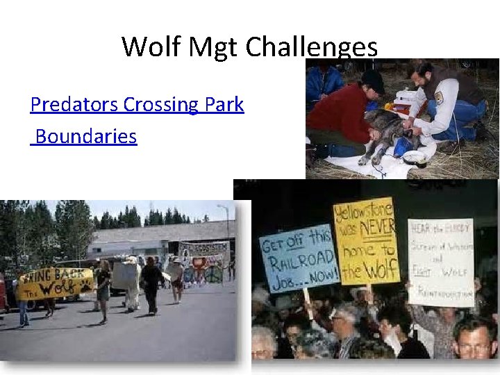 Wolf Mgt Challenges Predators Crossing Park Boundaries 