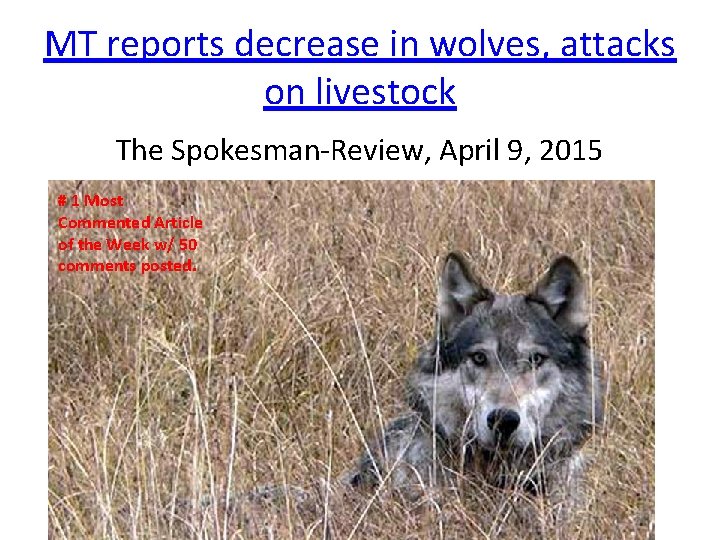 MT reports decrease in wolves, attacks on livestock The Spokesman-Review, April 9, 2015 #