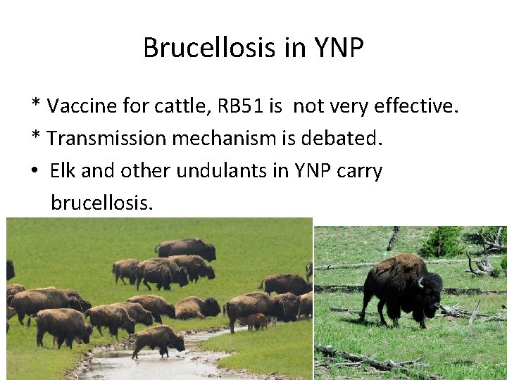 Brucellosis in YNP * Vaccine for cattle, RB 51 is not very effective. *