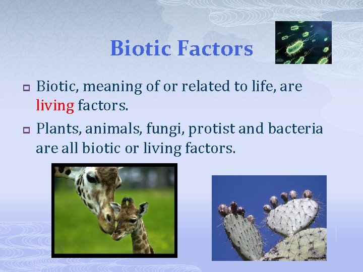 Biotic Factors p p Biotic, meaning of or related to life, are living factors.