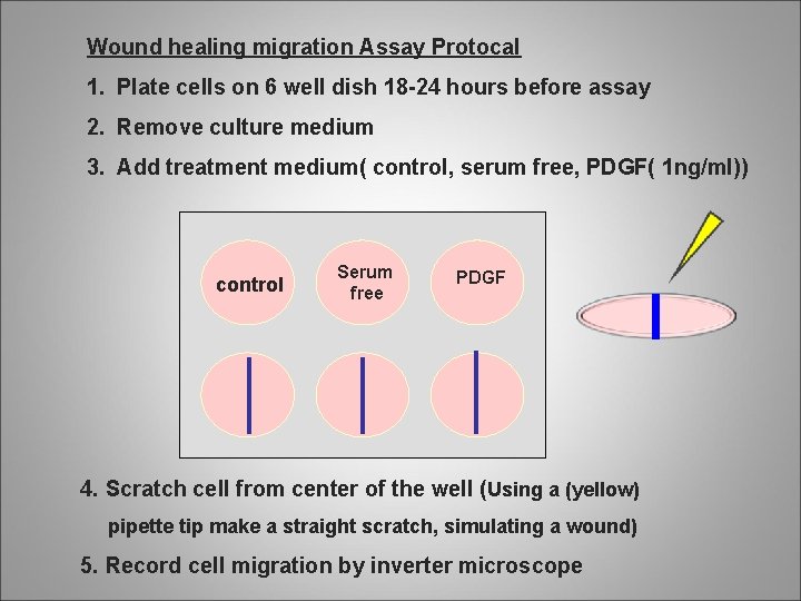 Wound healing migration Assay Protocal 1. Plate cells on 6 well dish 18 -24