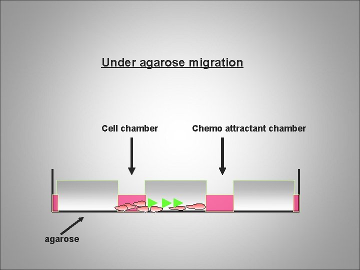 Under agarose migration Cell chamber agarose Chemo attractant chamber 
