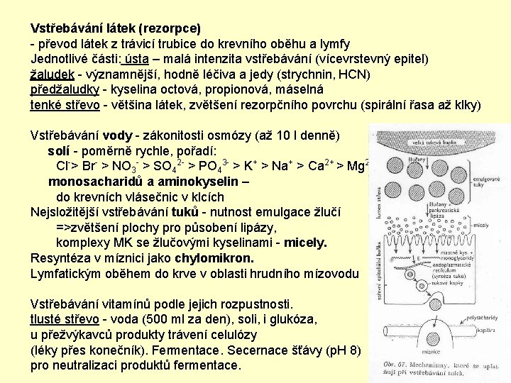 Vstřebávání látek (rezorpce) - převod látek z trávicí trubice do krevního oběhu a lymfy