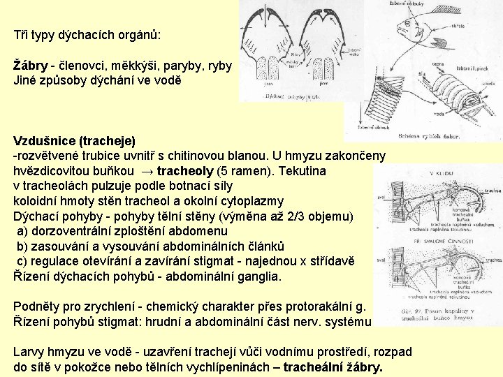 Tři typy dýchacích orgánů: Žábry - členovci, měkkýši, paryby, ryby Jiné způsoby dýchání ve