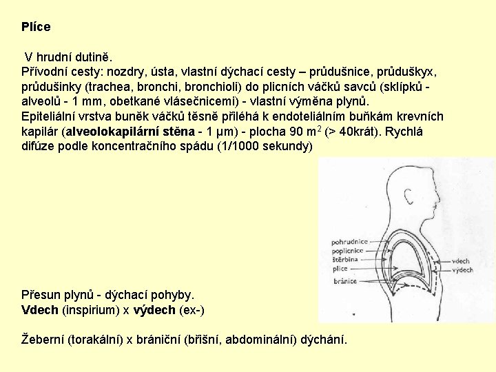 Plíce V hrudní dutině. Přívodní cesty: nozdry, ústa, vlastní dýchací cesty – průdušnice, průduškyx,