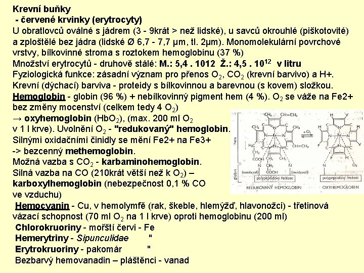 Krevní buňky - červené krvinky (erytrocyty) U obratlovců oválné s jádrem (3 - 9