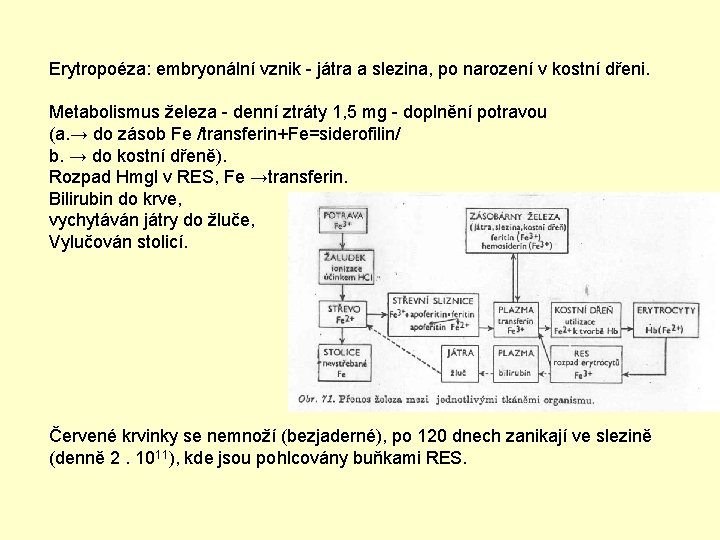 Erytropoéza: embryonální vznik - játra a slezina, po narození v kostní dřeni. Metabolismus železa