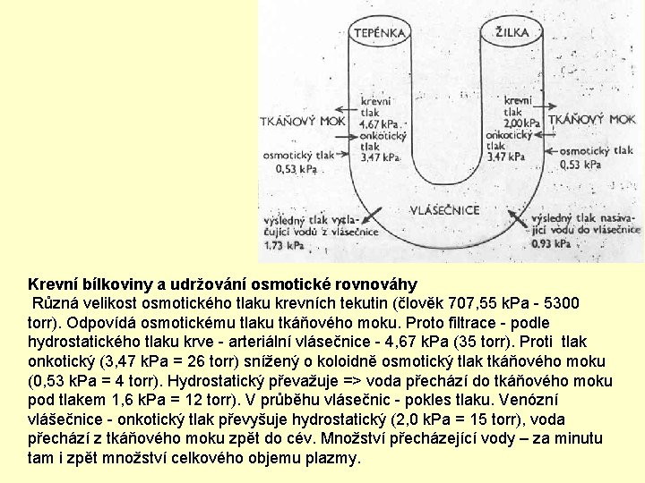 Krevní bílkoviny a udržování osmotické rovnováhy Různá velikost osmotického tlaku krevních tekutin (člověk 707,