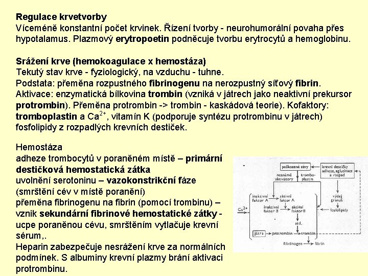 Regulace krvetvorby Víceméně konstantní počet krvinek. Řízení tvorby - neurohumorální povaha přes hypotalamus. Plazmový