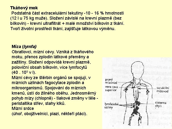 Tkáňový mok Podstatná část extracelulární tekutiny -10 - 16 % hmotnosti (12 l u