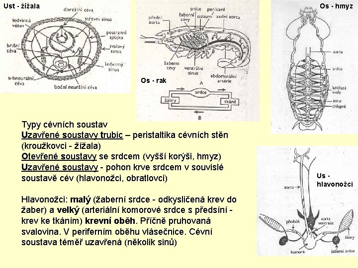 Ust - žížala Os - hmyz Os - rak Typy cévních soustav Uzavřené soustavy