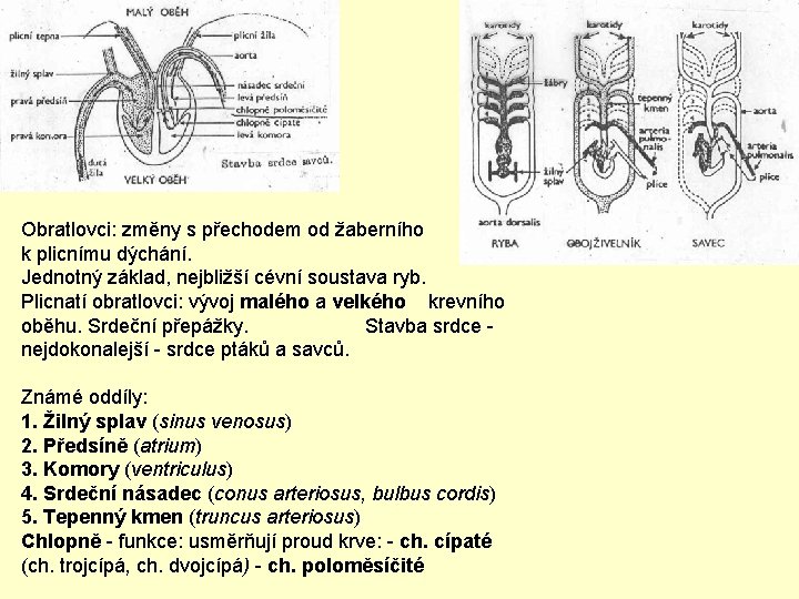Obratlovci: změny s přechodem od žaberního k plicnímu dýchání. Jednotný základ, nejbližší cévní soustava