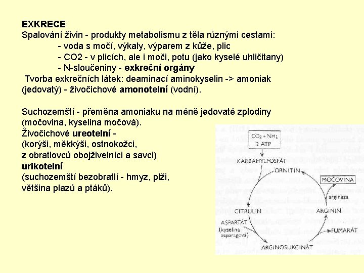 EXKRECE Spalování živin - produkty metabolismu z těla různými cestami: - voda s močí,