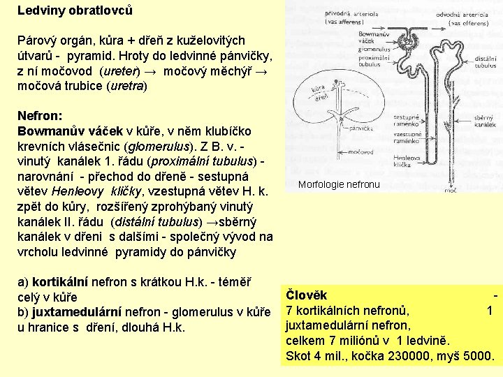 Ledviny obratlovců Párový orgán, kůra + dřeň z kuželovitých útvarů - pyramid. Hroty do