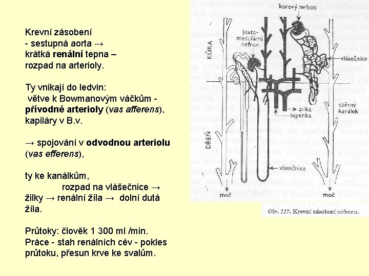 Krevní zásobení - sestupná aorta → krátká renální tepna – rozpad na arterioly. Ty