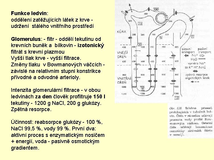 Funkce ledvin: oddělení zatěžujících látek z krve - udržení stálého vnitřního prostředí Glomerulus: -